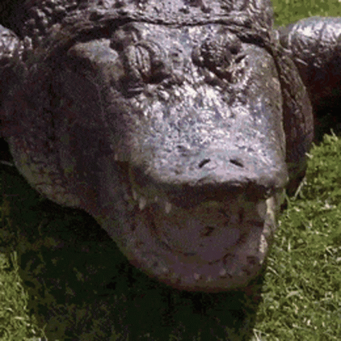 Crocodile Face Laying in Grass