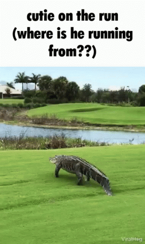 Crocodile Goes To A Swamp GIF