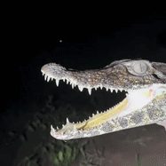 Crocodile Mouth Close GIF