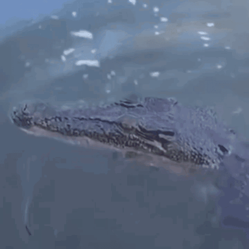 Crocodile Swimming With Mouth Open