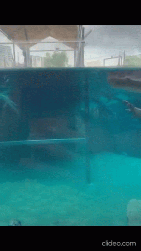 Crocodile Under Acquarium GIF