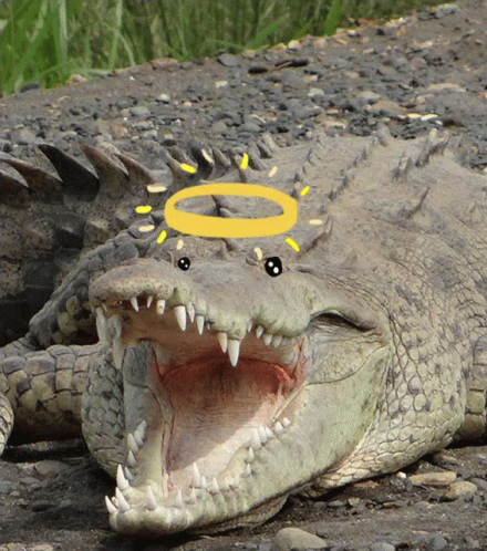 Crocodile With Filter Ring Crown GIF