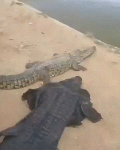 Crocodile With Man Crocodile Costume GIF