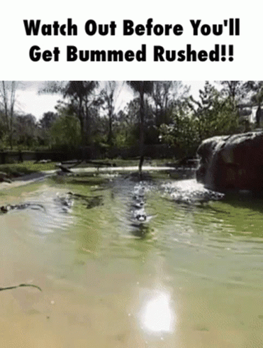 Crocodiles From The Swamp GIF