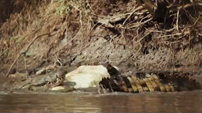 Crocs Crocodile Fighting Death Roll GIF