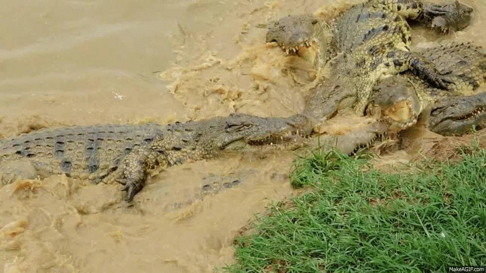 Crocs Fighting For Food GIF