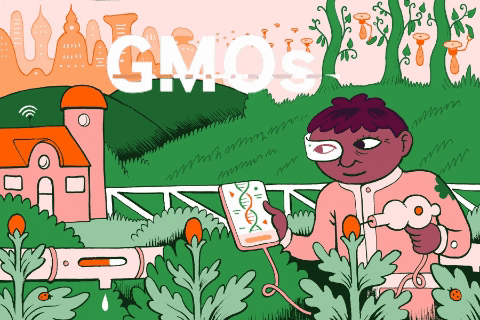 Crop Bioengineered Food Gmo's GIF