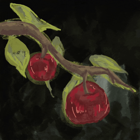 Crop Cherry On Branch GIF