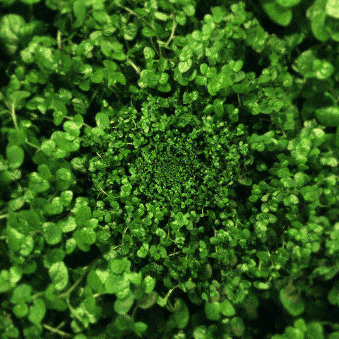 Crop Green Plants GIF