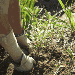 Crop Planting Plants GIF