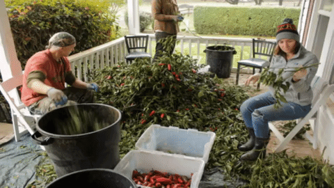 Crop Sort Time Lapse GIF