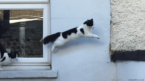 Crossing Cat Perfect Loop GIF
