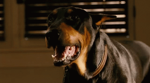 Crossworld Dobermann Dog Barking GIF