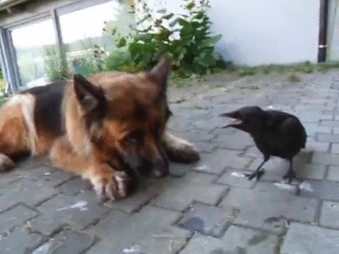 Crow Playing With A Dog GIF