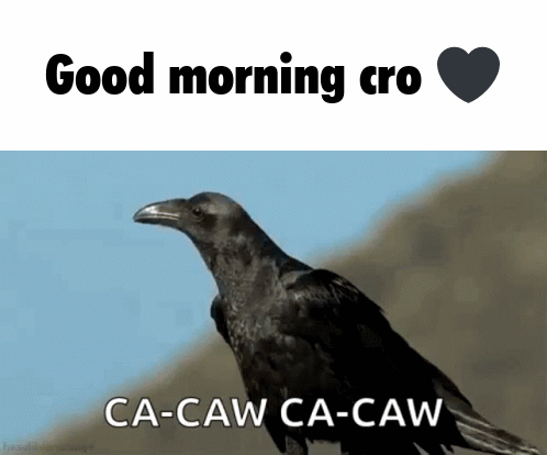 Crow Saying Good Morning Ca-Caw