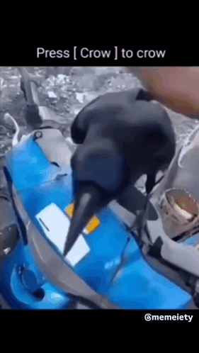 Crow Standing on Blue Kayak Press Crow to Crow