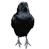Crow Standing Sticker GIF