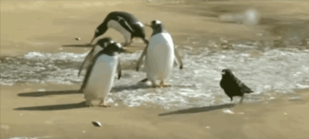Crow Stealing From Penguins GIF