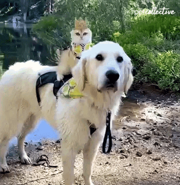 Crowned Cat Riding Cute Dog In Lake GIF
