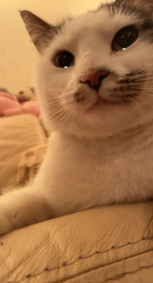 Crying Cat GIFs