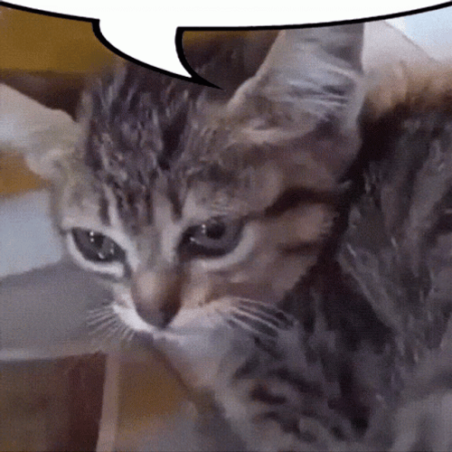 Crying Cat GIF