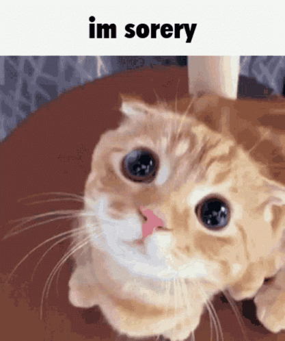 Crying Cat I'm Sorry GIF