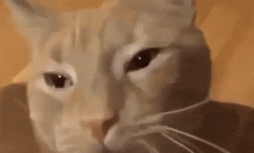 Emotional Tearful Crying Cat GIF