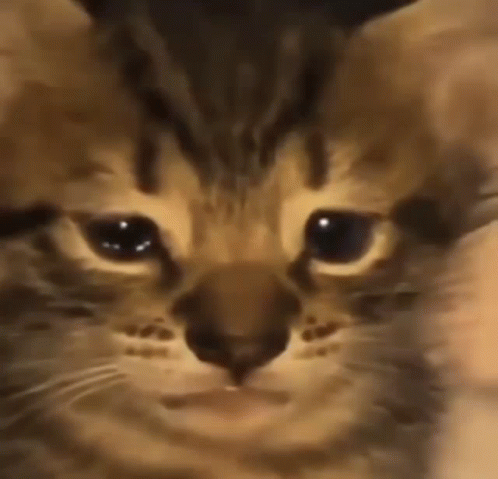 Crying Cat Sobbing GIF