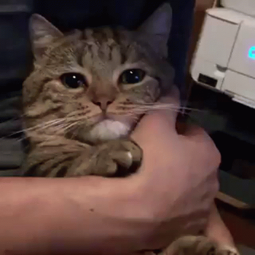 Comforting Crying Cat GIF