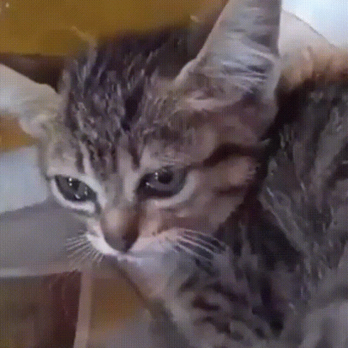 Crying Cat Holding Tears GIF