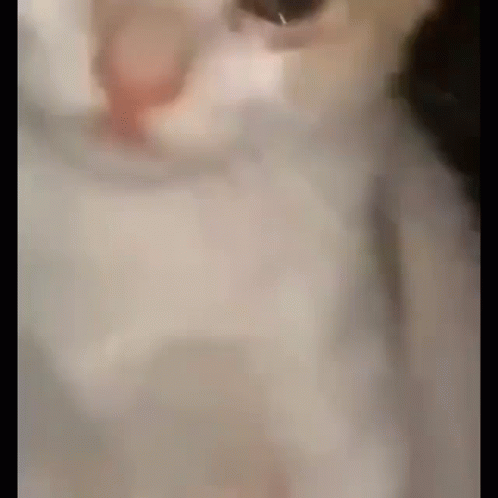 Watery Eyed Crying Cat GIF