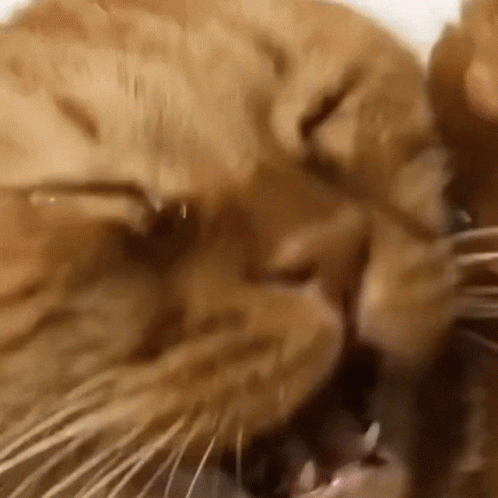 Screaming Crying Cat GIF