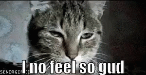 Crying Cat Im Sick GIF
