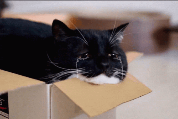 Crying Cat Inside The Box GIF