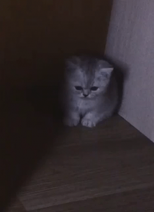 Crying Cat On The Corner GIF