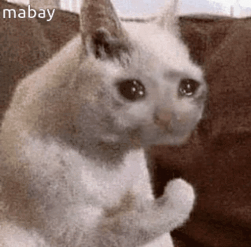 Crying Cat Ready To Punch GIF