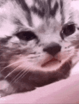 Crying Cat Sad Cat Gif GIF