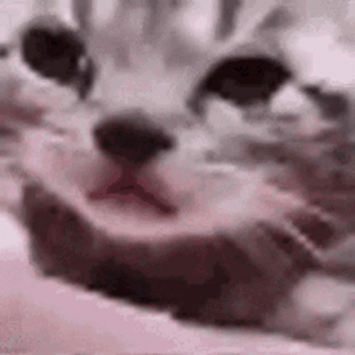 Crying Cat Sad Meme GIF
