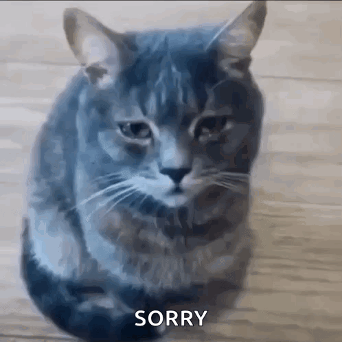 Crying Cat Saying Sorry GIF