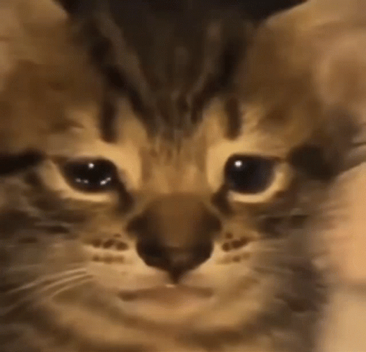 Crying Cat Sobbing GIF