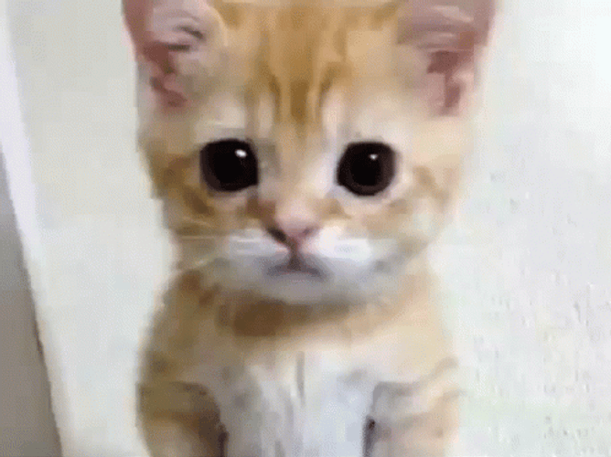Crying Cat Waiting Patiently GIF