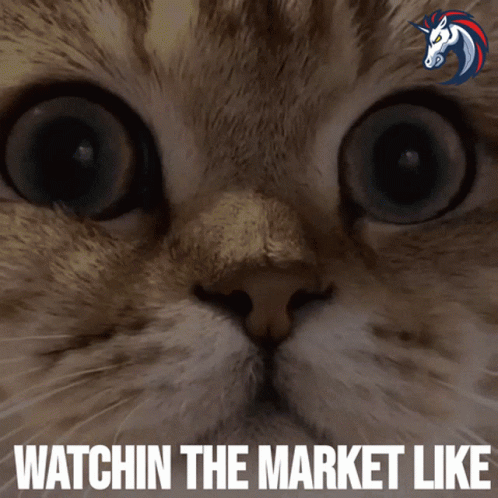 Crypto Cat Watching The Market GIF