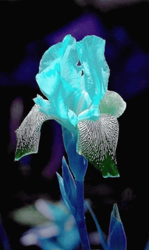 Crystal Rose Flashing Colors GIF