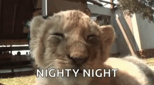 Cub Nighty Night GIF
