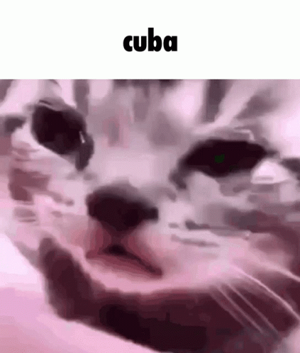 Cuba Crying Cat Meme GIF