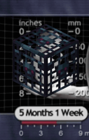 Cube in Cage Saying 5 Months 1 Week