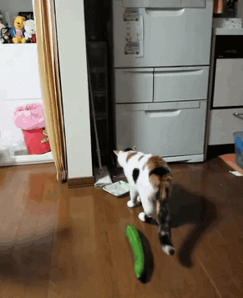 Cucumber Prank Surprised Cat GIF