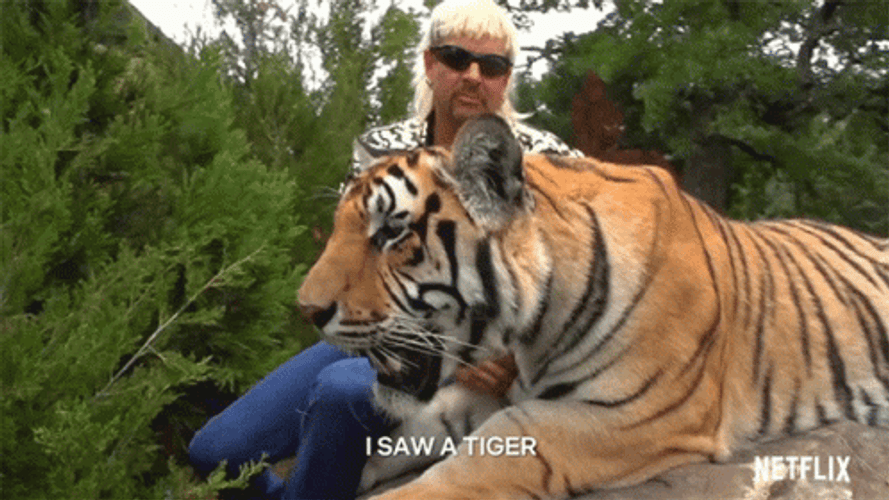 Cuddle With Tiger King GIF