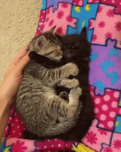 Cuddles Hug Of Couple Cats GIF