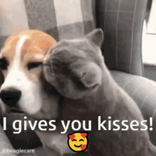 Cuddles Dog And Cat Kisses GIF